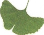 Photo of a Ginko tree's leaf
