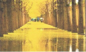 Photo of an alley surrounded of ginko trees in the fall