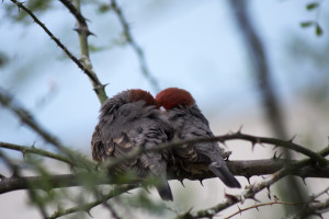 Photo of two red head birds snuggling on a branch